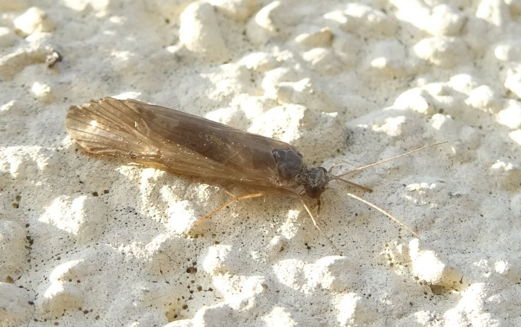 un p consumato....da determinare